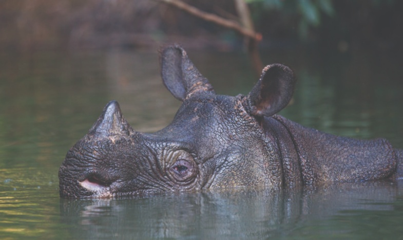 爱吃水果爱唱歌,它是冰川时代的昔日遗民,如今却只剩下几十只.... 爱吃水果爱唱歌,它是冰川时代的昔日遗民,如今却只剩下几十只....