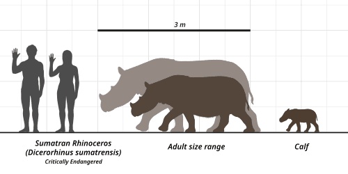 爱吃水果爱唱歌,它是冰川时代的昔日遗民,如今却只剩下几十只.... 爱吃水果爱唱歌,它是冰川时代的昔日遗民,如今却只剩下几十只....
