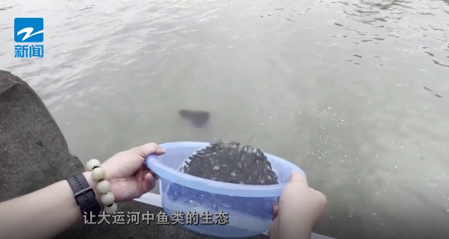 杭州西湖边500年古树被撞断！法院判了：赔偿11万