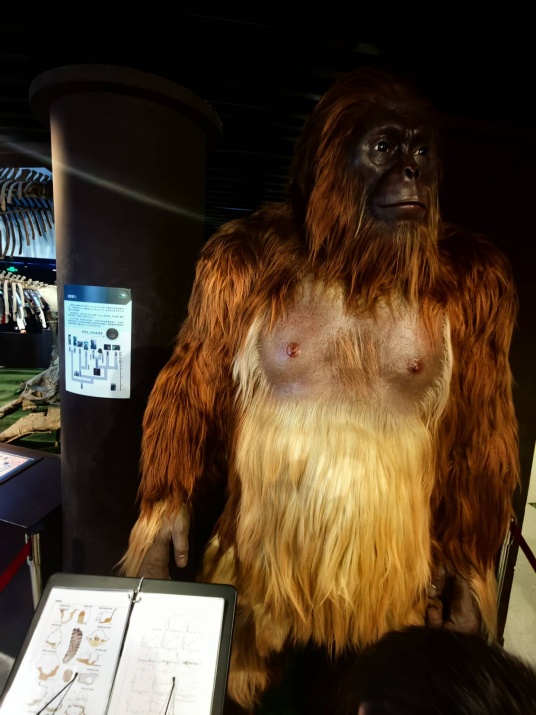 爱吃水果爱唱歌,它是冰川时代的昔日遗民,如今却只剩下几十只.... 爱吃水果爱唱歌,它是冰川时代的昔日遗民,如今却只剩下几十只....