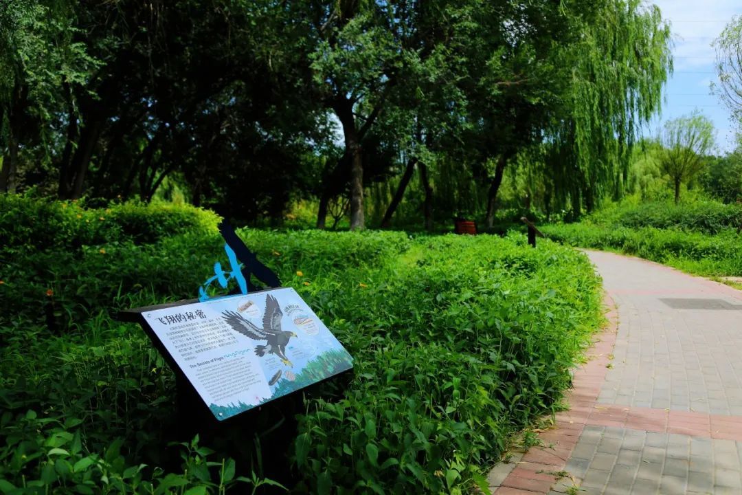 京城森林公园焕新颜：650亩绿隔乐园，自然教育新地标