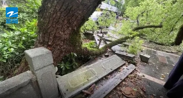杭州西湖边500年古树被撞断！法院判了：赔偿11万