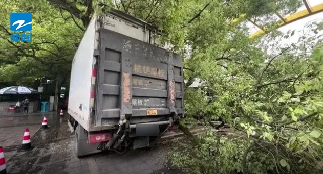 杭州西湖边500年古树被撞断！法院判了：赔偿11万