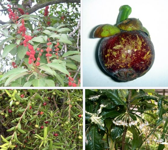 爱吃水果爱唱歌,它是冰川时代的昔日遗民,如今却只剩下几十只.... 爱吃水果爱唱歌,它是冰川时代的昔日遗民,如今却只剩下几十只....