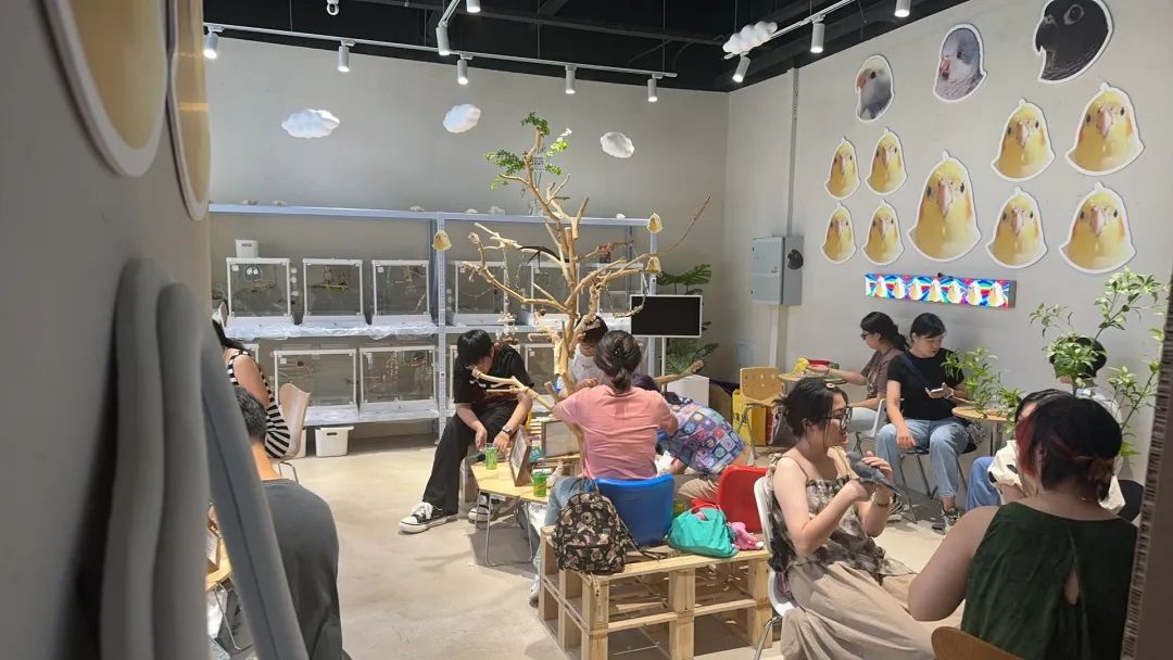 吸猫撸狗还不够？合肥许多年轻人又爱上“撸鸟”