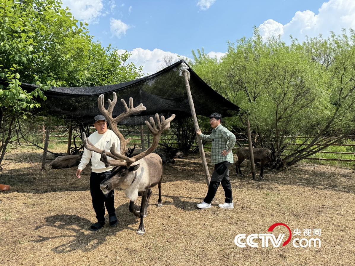 当大兴安岭的孩子准备离开森林