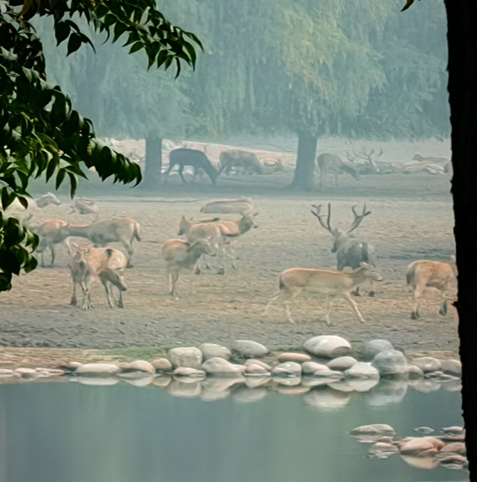 爱吃水果爱唱歌,它是冰川时代的昔日遗民,如今却只剩下几十只.... 爱吃水果爱唱歌,它是冰川时代的昔日遗民,如今却只剩下几十只....