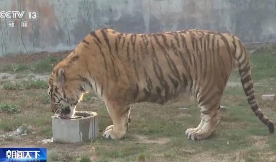 曾致20只东北虎死亡！一野生动物园被罚1139万元！