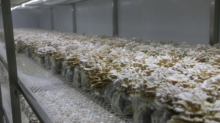 红遍全网的果菌王有了首批"后代"!她最先尝鲜 红遍全网的果菌王有了首批"后代"!她最先尝鲜