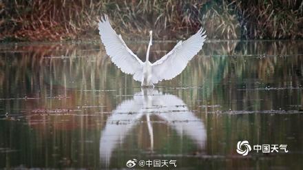 北京白鹭觅食舞蹁跹 尽显生态和谐美