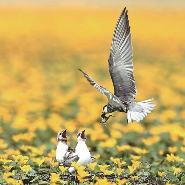国家 “三有”保护动物须浮鸥现身长荡湖