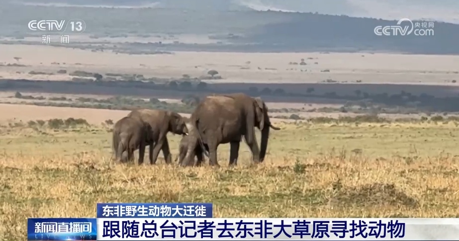 现场直击丨壮观而惊险 动物迁徙大军挑战“天国之渡”