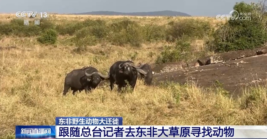 现场直击丨东非上演动物大迁徙 百万大军“天国之渡”