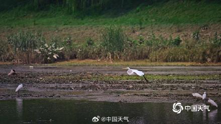 北京白鹭觅食舞蹁跹 尽显生态和谐美