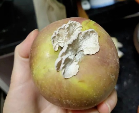 红遍全网的果菌王有了首批"后代"!她最先尝鲜 红遍全网的果菌王有了首批"后代"!她最先尝鲜