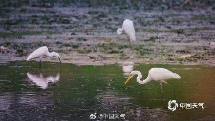 北京白鹭觅食舞蹁跹 尽显生态和谐美