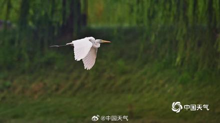 北京白鹭觅食舞蹁跹 尽显生态和谐美