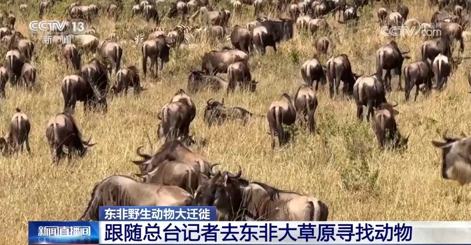 现场直击丨东非上演动物大迁徙 百万大军“天国之渡”