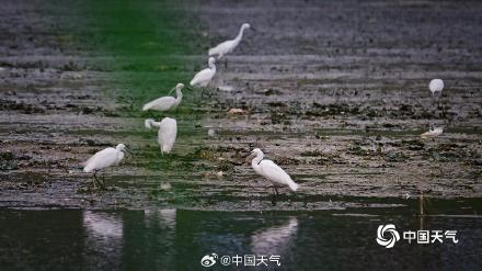 北京白鹭觅食舞蹁跹 尽显生态和谐美