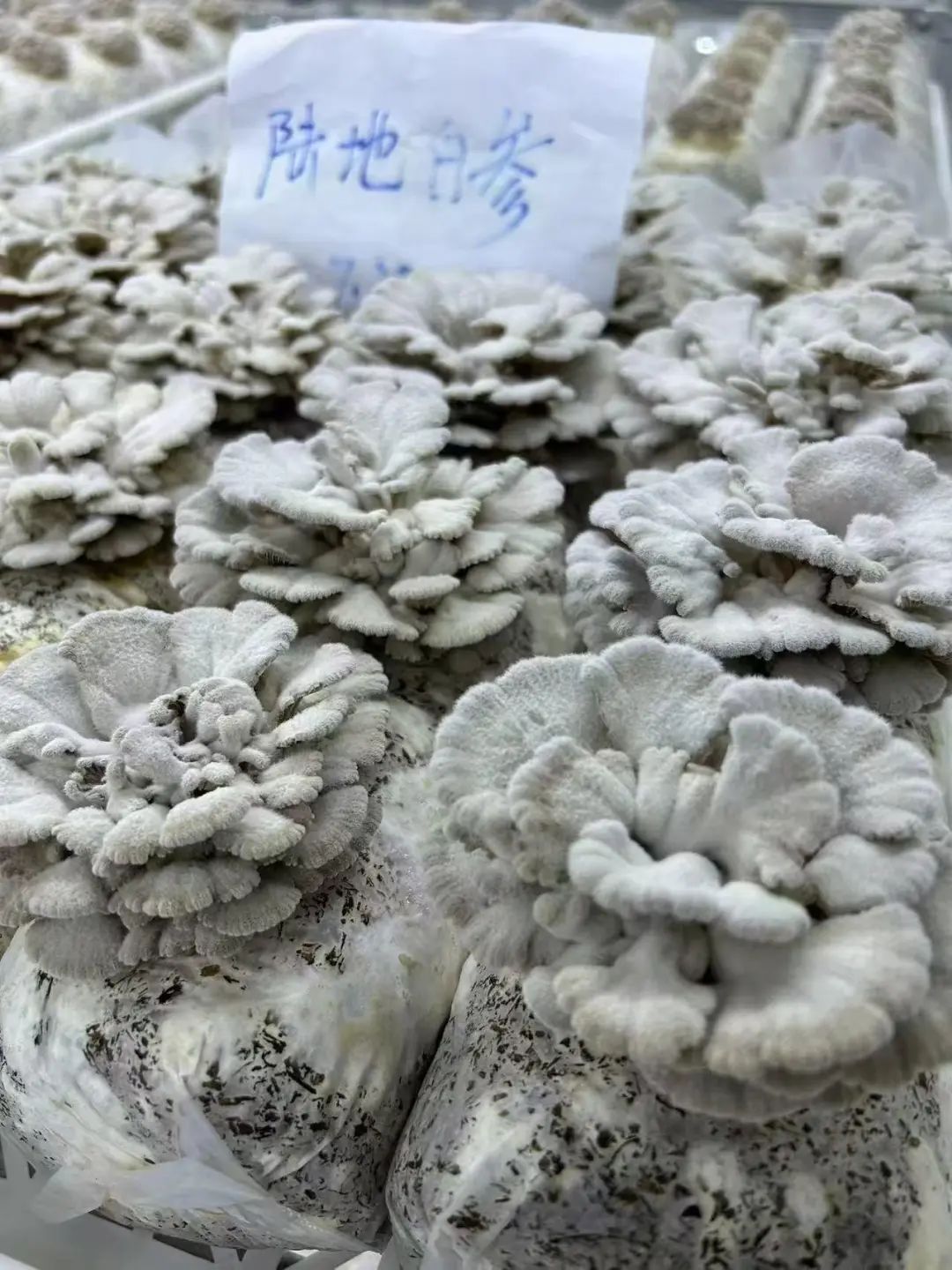 红遍全网的果菌王有了首批"后代"!她最先尝鲜 红遍全网的果菌王有了首批"后代"!她最先尝鲜