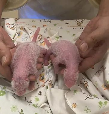 官宣了！赠港国宝还是龙凤胎！