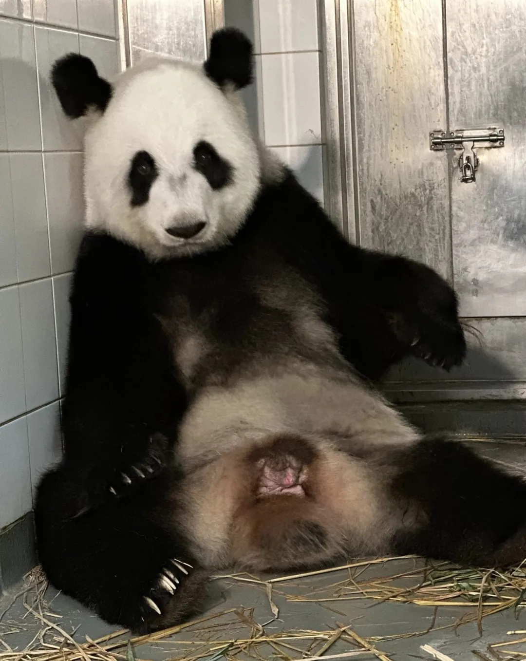 生了!龙凤胎!打破纪录 生了!龙凤胎!打破纪录