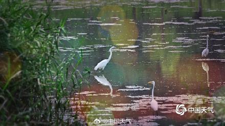 北京白鹭觅食舞蹁跹 尽显生态和谐美
