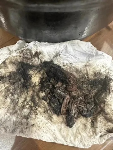 166元一碗的老鸭面吃出臭味异物！最新通报→