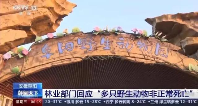 曾致20只东北虎死亡！一野生动物园被罚1139万元！