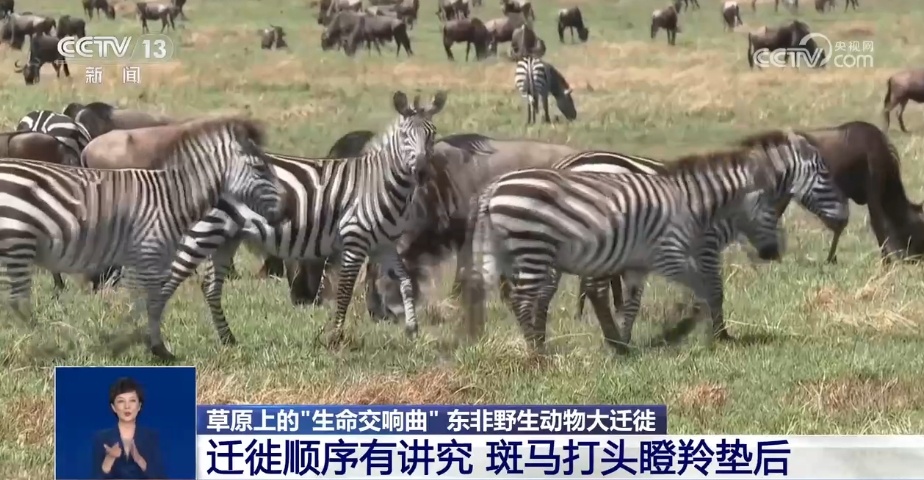 现场直击丨壮观而惊险 动物迁徙大军挑战“天国之渡”