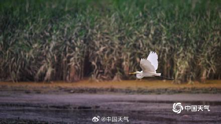 北京白鹭觅食舞蹁跹 尽显生态和谐美