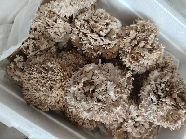 “苹果长出蘑菇，中科院博士求购”，有最新后续了
