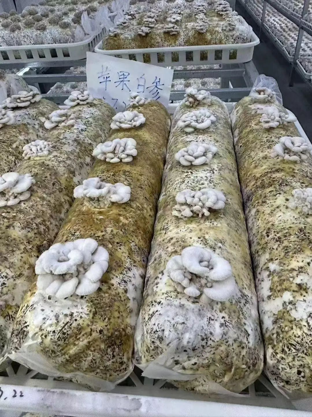 红遍全网的果菌王有了首批"后代"!她最先尝鲜 红遍全网的果菌王有了首批"后代"!她最先尝鲜