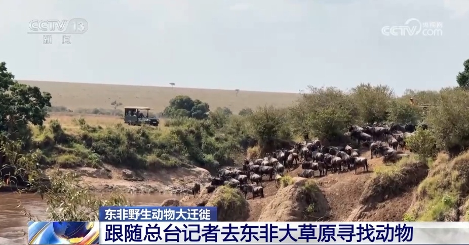 现场直击丨壮观而惊险 动物迁徙大军挑战“天国之渡”