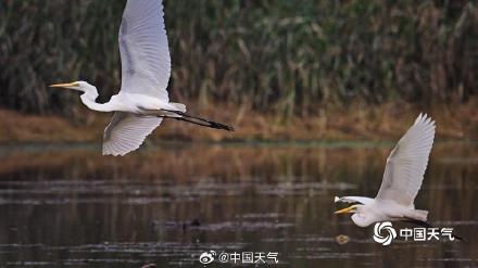 北京白鹭觅食舞蹁跹 尽显生态和谐美