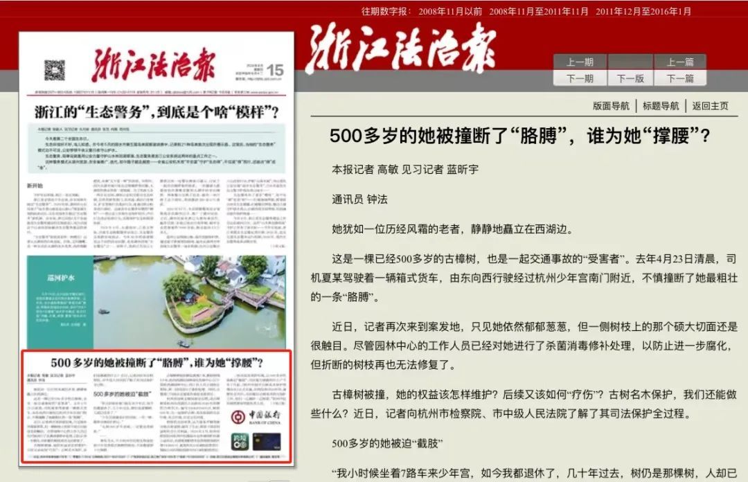 500多岁的她被撞断了“胳膊”,谁为她“撑腰”? 500多岁的她被撞断了“胳膊”,谁为她“撑腰”?