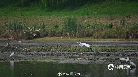 北京白鹭觅食舞蹁跹 尽显生态和谐美