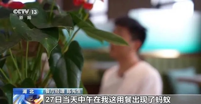 恶意索赔!男子就餐自带蚂蚁敲诈700余家餐厅! 恶意索赔!男子就餐自带蚂蚁敲诈700余家餐厅!