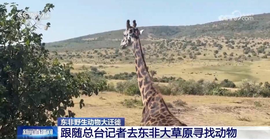 现场直击丨东非上演动物大迁徙 百万大军“天国之渡”