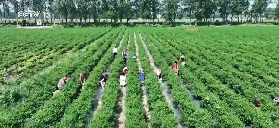 加大调货、预冷储藏运输,百姓夏日餐桌新鲜蔬菜供应有基础 加大调货、预冷储藏运输,百姓夏日餐桌新鲜蔬菜供应有基础