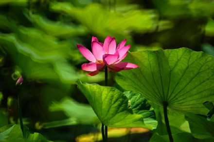 好运莲莲！圆明园的荷花头像上新了