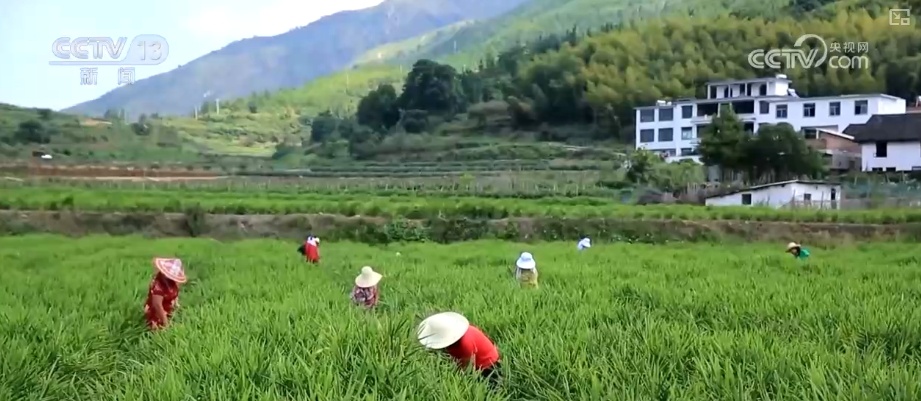 加大调货、预冷储藏运输,百姓夏日餐桌新鲜蔬菜供应有基础 加大调货、预冷储藏运输,百姓夏日餐桌新鲜蔬菜供应有基础