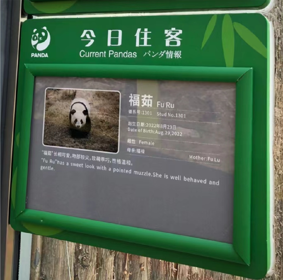 “福茹”凌晨去世，还未满2周岁！