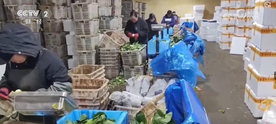 高温+降雨带动蔬菜价格上涨 多渠道补货保量确保市民“菜篮子”拎得稳
