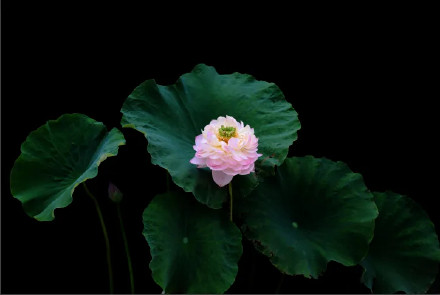 好运莲莲！圆明园的荷花头像上新了