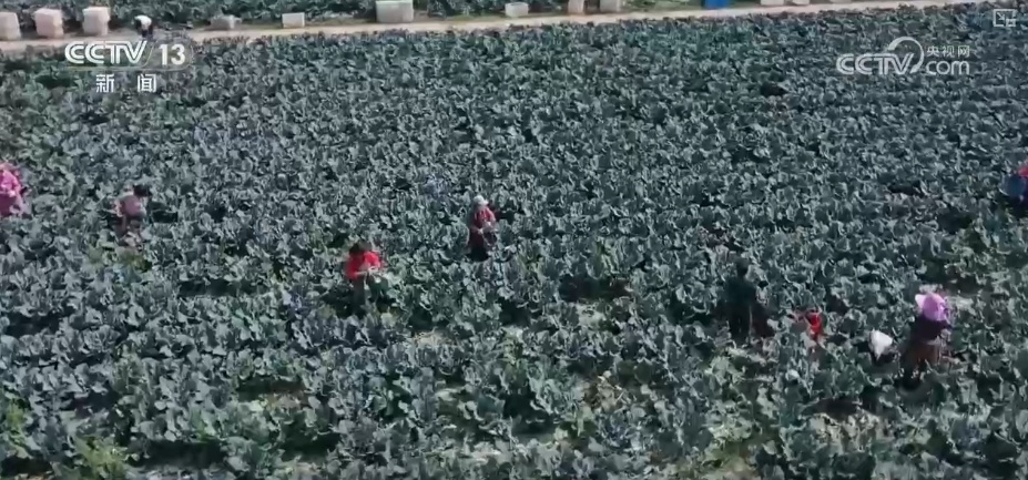 加大调货、预冷储藏运输,百姓夏日餐桌新鲜蔬菜供应有基础 加大调货、预冷储藏运输,百姓夏日餐桌新鲜蔬菜供应有基础