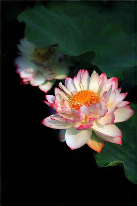 好运莲莲！圆明园的荷花头像上新了