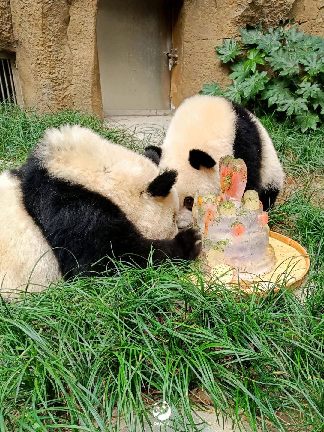 “福茹”凌晨去世，还未满2周岁！