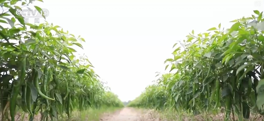 加大调货、预冷储藏运输,百姓夏日餐桌新鲜蔬菜供应有基础 加大调货、预冷储藏运输,百姓夏日餐桌新鲜蔬菜供应有基础