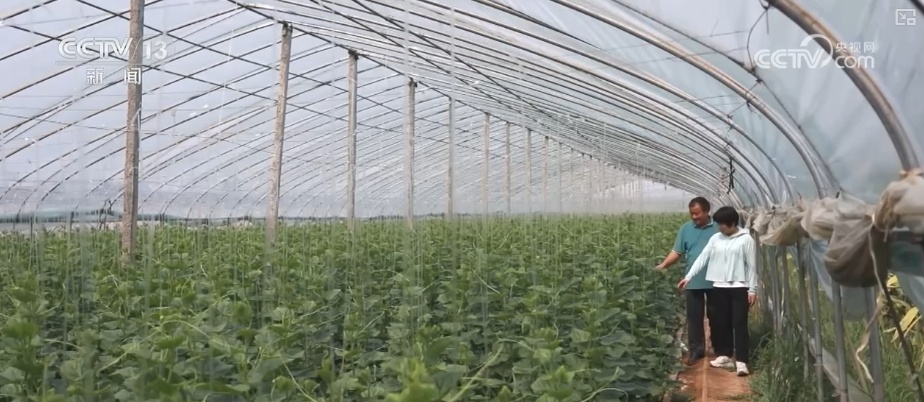 加大调货、预冷储藏运输,百姓夏日餐桌新鲜蔬菜供应有基础 加大调货、预冷储藏运输,百姓夏日餐桌新鲜蔬菜供应有基础